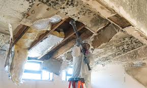 Best Attic Mold Removal  in Crafton, PA